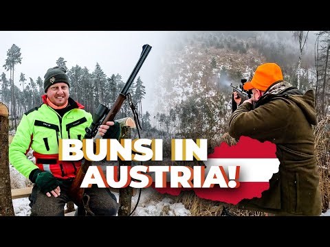 Driven hunt for wild boar and predators - Bunsi is visiting! #nordjagd