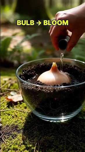Amaryllis Plant Growth 🌱 → 🌺 Giant Flower Bloom