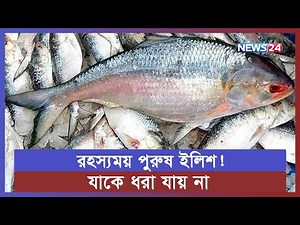 যে ইলিশকে দেখা যায় না, ধরা যায় না ! | News24