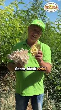 Két fajta laakagomba! #laskagomba #arany #bio
