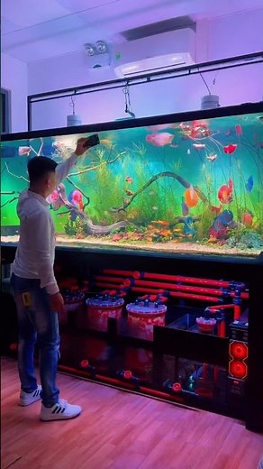 Large discus aquarium tank setup ❤️