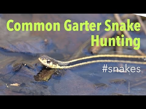 👀 Common Garter Snake (Thamnophis sirtalis) - Hunting