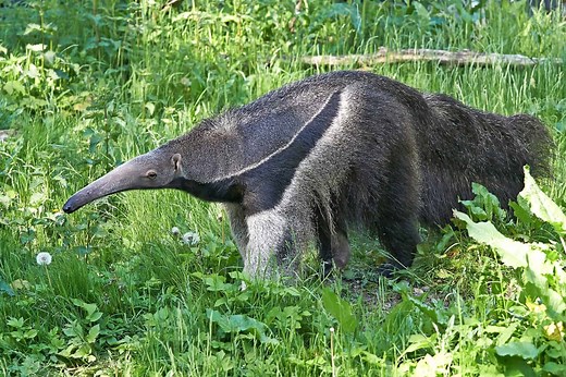 Discover 10 Types of Anteaters and How They Are Not All Alike