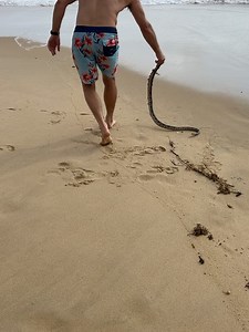 Sunshine Coast Snake Catchers 24/7 on Reels