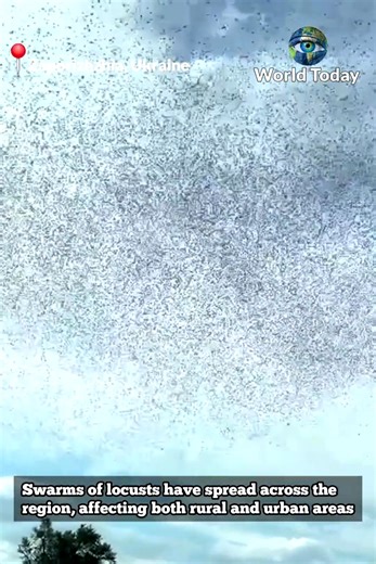 761K views · 13K reactions | Massive locust swarms invades Zaporizhzhia, Ukraine, causing widespread damage to crops, infiltrating homes, gardens and roads | World Today | Facebook