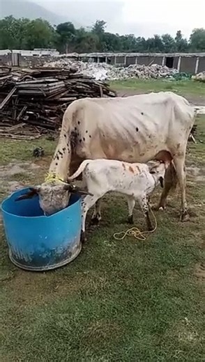 Heartwarming Moment: Baby Cow Drinking Mother's Milk