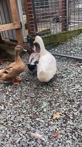 Meet our rescued ducks, Doug, Fredrick, Fitz and.... Ferdinand. One of the biggest ducks I have ever seen. He loves to sing and dance with me. So blessed to care for these guys on the daily. #savethehowl #rescuetherescuer #duckdance #ducks #ducksinging #meatduck #rescue #becausetheymatter #becausewematter | Because We Matter