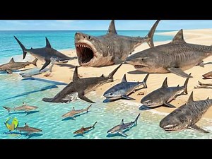 ◀ Shark Size Comparison ▶ | Great White to Megalodon | 3D
