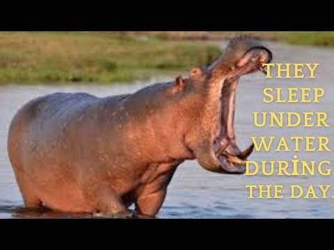 These Hippo Facts Are Absolutely Wild