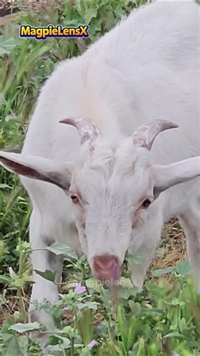 Goat Koza 4K Island of Crete Kreta Grecja #magpielensx #wildlife #nature #animals