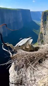 Fight between Hawk and snake #fblifestyle | Mainas Livestock Production And Marketing Ltd