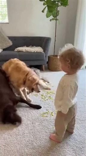 Dramatic Dogs Collapse After Toy Grenade 😂💥🐶