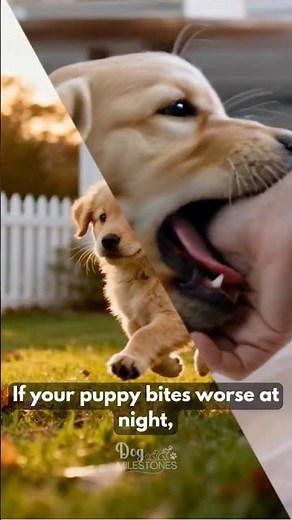 Sleepy Puppies Bite More... This can Help | Dog Milestones™ Puppy Behavior Training