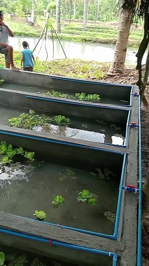 Crayfish pond update 🤘 #crayfish #crayfishfarm #crayfishpond #crayfishfarming