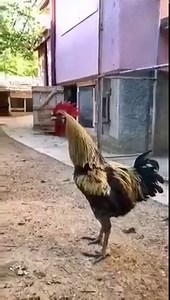 Donegal Online on Reels