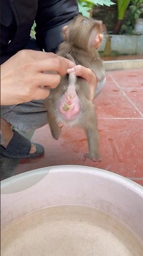 Baby monkey Susu doesn't know how to go to the toilet properly. Mom helps him clean up.🫣