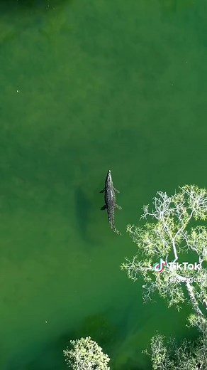 World Croc Day: Celebrating Australia's Saltwater Crocodile