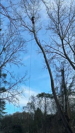 Élagage / taille / arbre grande hauteur / 35 mètres / grimpeur. Elagueur Arboriste en ralentit