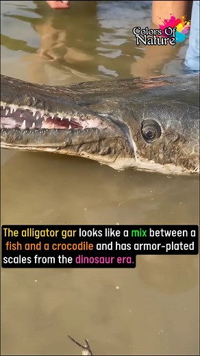 Alligator gar | Colors Of Nature