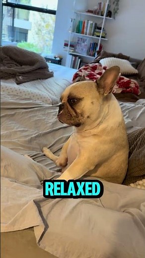 Top 5 Best Dogs for Families 👨‍👩‍👧‍👦🐶
