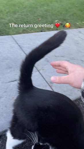 His girl is home. He looks forward to this so much. Notice his demeanor change when he sees her 😻😭 #craigthecat #youreenough #fyp #rescuecat