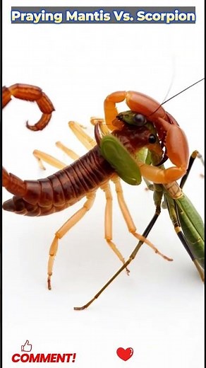 #PrayingMantis #Scorpion #NatureFight