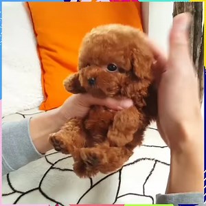 Beautiful Teacup Poodle with perfect Teddy Bear 🐻 Mask! | MetDaan Animals
