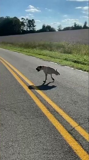 This brave Pug with only 2 Legs manages to walk