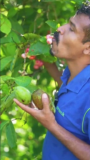 The most refreshing fruit ever – Java Apple! 🍎💦