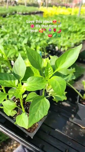 My favorite time of year means I get to plant flowers, fruit and veggies. #peace #heaven #gardening