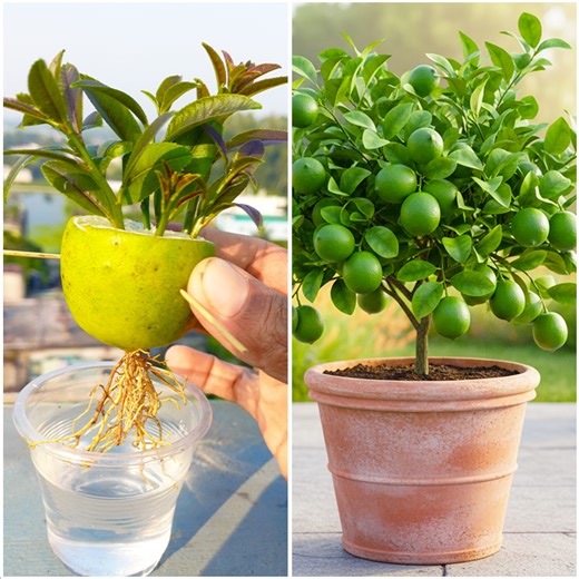 See how i grew lemon plant at home | Planting made simple | Rana Craft
