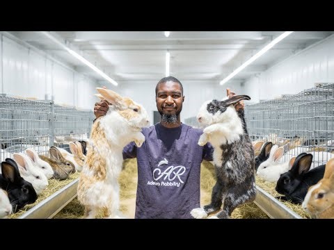 This Rabbit Farmer Makes Thousands Daily in Nigeria (Full Rabbit Farming Guide)