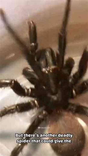 The deadly spider debate that still divides experts