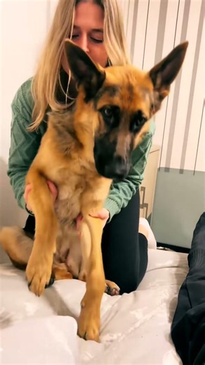 Cute girl. #pets #dogshorts #dogowner #germanshepherd