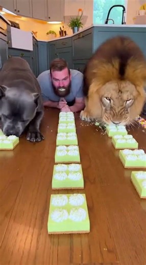 Dog vs Human Key Lime Pie Race 😳🍋#dogvshuman #foodchallenge