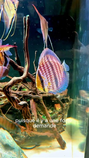 Discus Heckel Rio Negro & Scalaires Santa Isabel Sauvages XL – Stock Rare en France 🇫🇷)
