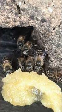 Day 37 Of Feeding Raw Honey To Pur Honeybees!