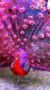 This peacock is extremely beautiful. | Cartoons