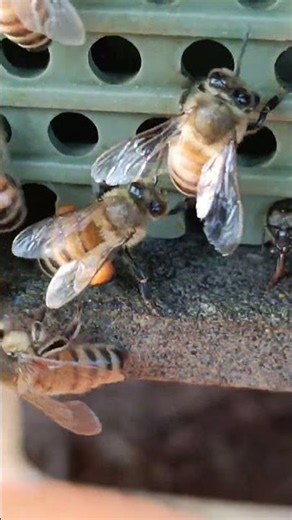 Bees Bring Pollen Back Home 🐝🌼 A Busy Day at the Hive #Shorts