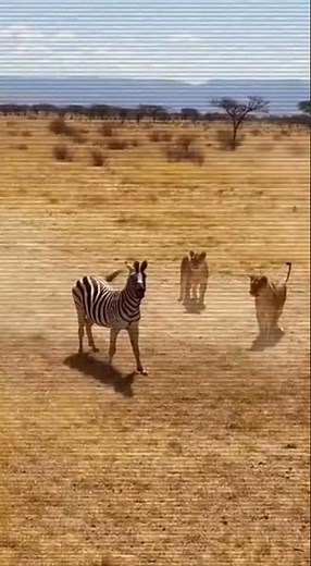 Zebra vs Lion: The Kick That Sent It Flying
