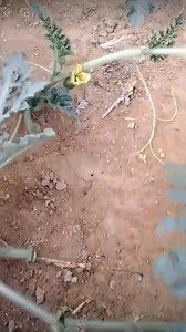 1M views · 2.3K reactions |  Dive into quick farming hacks with our bite-sized tips #farming #farm #plants #grafting | Kito.Uno | Facebook