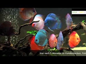 Stendker Diskusfische von diskus-direkt.de im Kundenbecken
