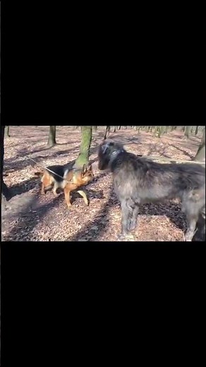 German Shepherd vs irish wolfhound in size.