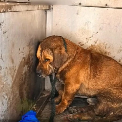 After days trapped in a septic tank, Andy struggled to stay afloat, desperately calling for help. His rescue and remarkable transformation are truly miraculous! | Real Imagination