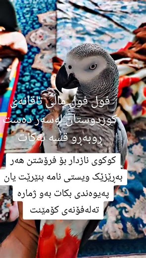 #slemani #کوردستان #هەولێر #سلێمانی #erbil #چەمچەماڵ #cocktails #bird #greyparrotbaby #tiktok #animals #kurdistan #parots #lovebirds