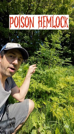 5.1K views · 265 reactions | Hemlock, Poison hemlock or Wild Hemlock, is a highly poisonous flowering plant in the carrot family. #hemlock #poisonhemlock | Get Wild | Facebook