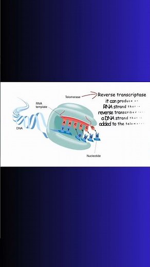 TELOMERASE and TELOMERES! REVERSE TRANSCRIPTION! #dna #telomerase #physiology #rna #enzymes #cell