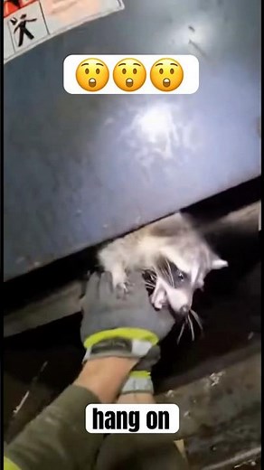 Man Saves Raccoon From Trash Compactor#shorts