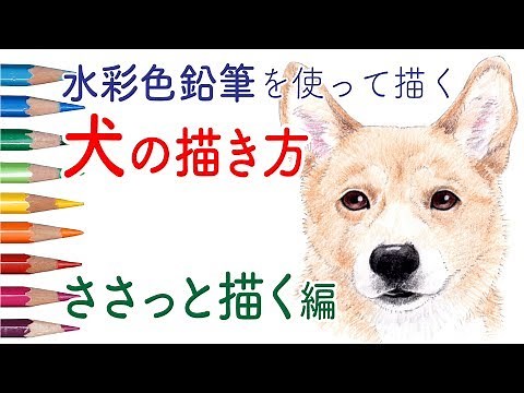 How to Draw a Dog in Colored Pencils