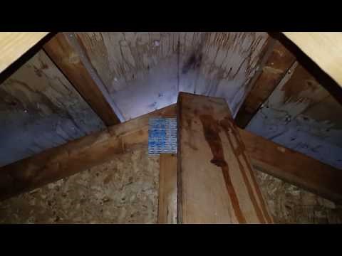 Squirrels nesting in attic